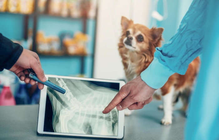 Animal X-Ray