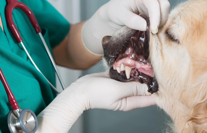Dentistry